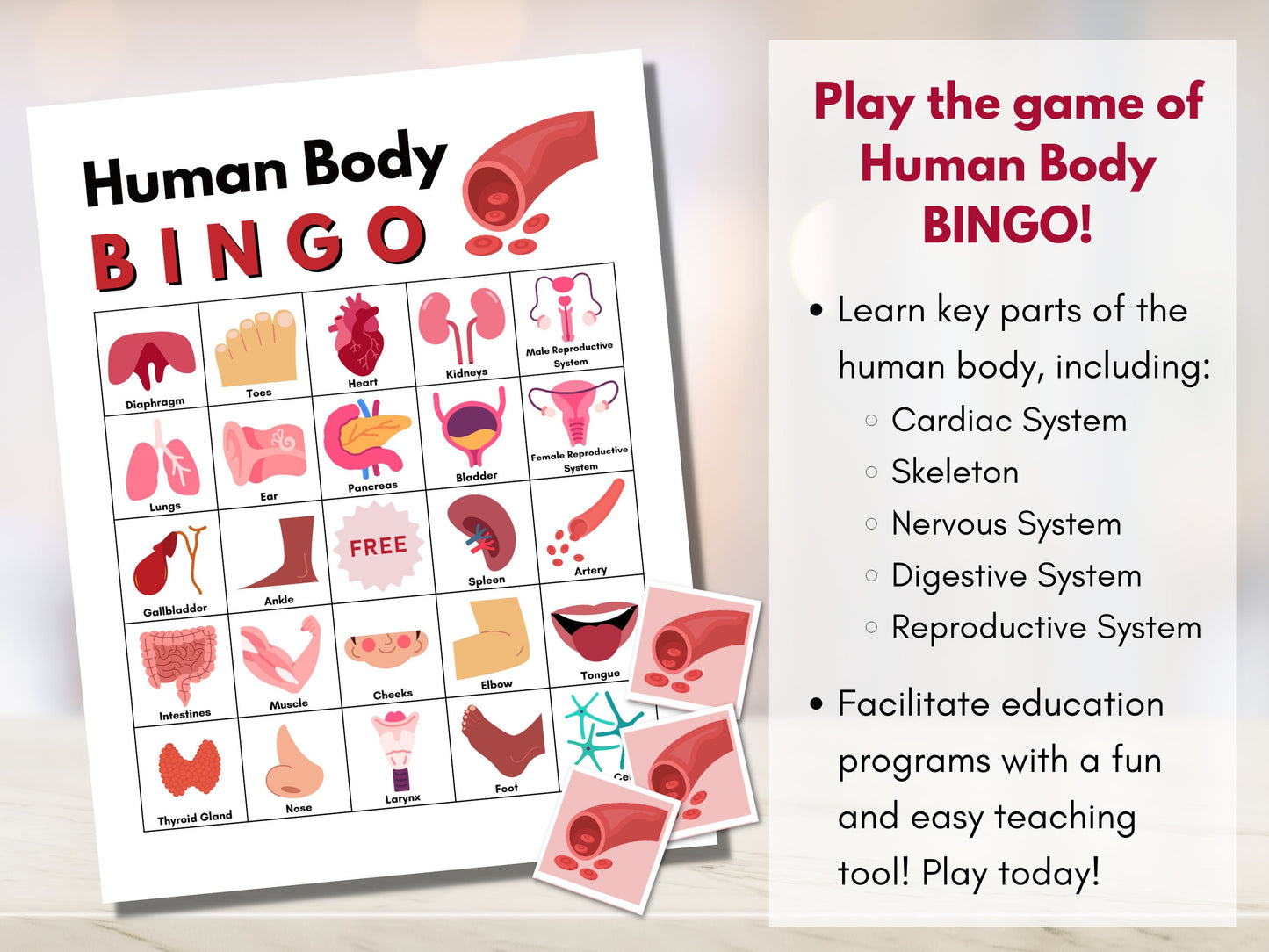 Human Body Anatomy BINGO Game, Body Organs, Classroom Education, Learning Game Activity, Health, Medical Game (Digital Printable)